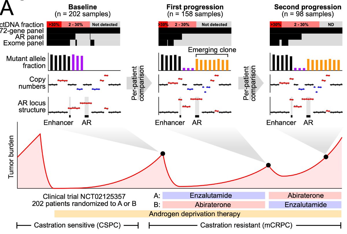 Alex Wyatt (@researchwyatt) on Twitter photo How does mCRPC evolve during AR targeted therapy? Hereβs our study of genomic changes in ctDNA during a ph2 trial of sequential AR inhibitors in 202 patients. Published in <a href="/CCR_AACR/">Clinical Cancer Research</a> clincancerres.aacrjournals.org/content/early/β¦. Short thread π How does mCRPC evolve during AR targeted therapy? Hereβs our study of genomic changes in ctDNA during a ph2 trial of sequential AR inhibitors in 202 patients. Published in <a href="/CCR_AACR/">Clinical Cancer Research</a> clincancerres.aacrjournals.org/content/early/β¦. Short thread π