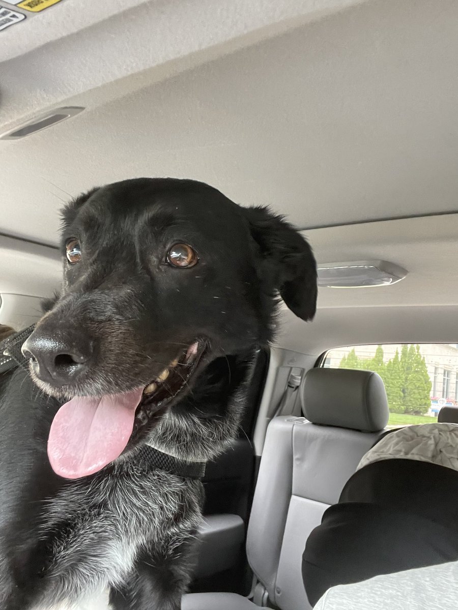cstratton35's tweet image. Ace is home! Thank you to everyone for getting the word out and helping this guy come back to our family! A very special thanks to the Upper Hill neighborhood-everyone was very helpful and invested in getting him back to us!