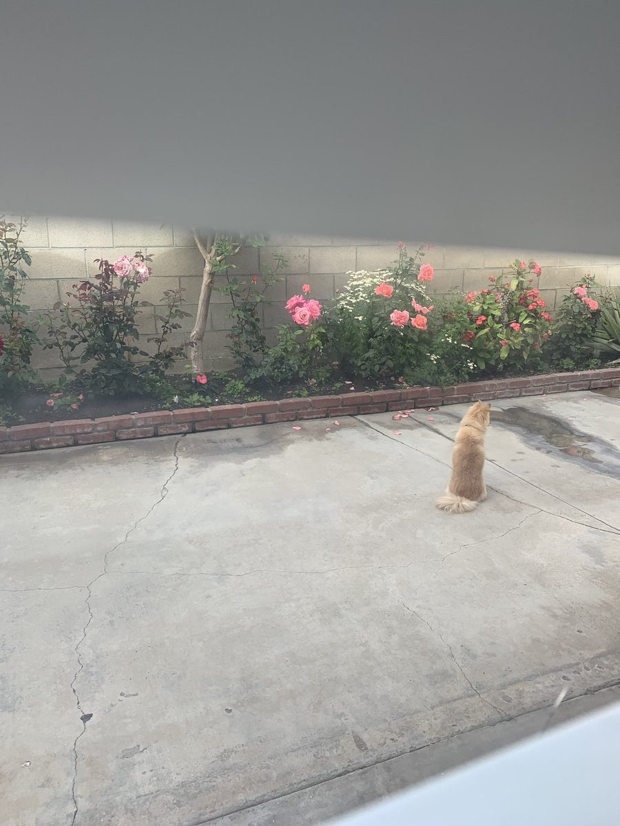 Baby Yoda meditating 🧘‍♂️