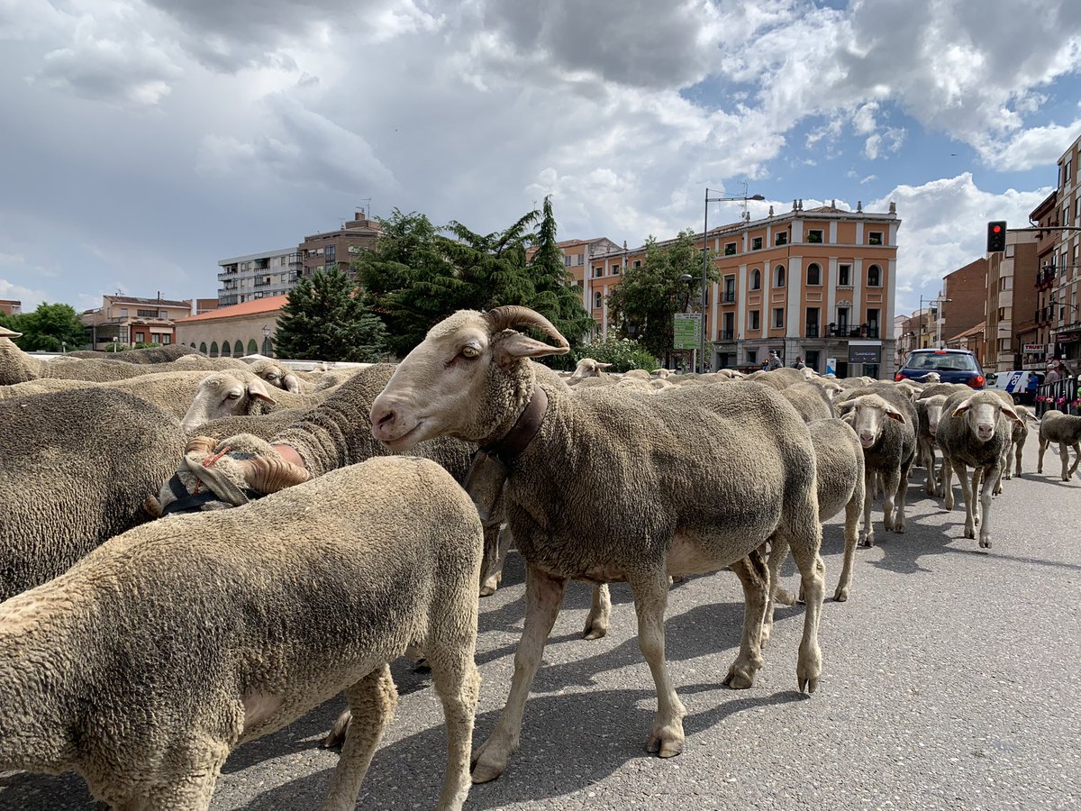 AyuntamientoMDC's tweet photo. #trashumancia
1.400 cabezas de #oveja #merina cruzan nuestra Villa en su viaje de casi 580 km a pie por la Cañada Real Leonesa Occidental en dirección al puerto de montaña de “Las Pintas” en Salamón, Crémenes (León), donde permanecerán hasta finales del otoño. https://t.co/lLW5QcuEu2