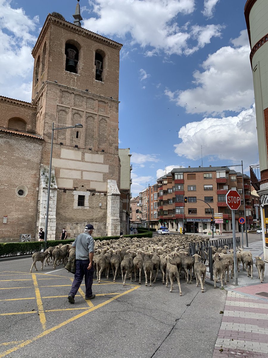 AyuntamientoMDC's tweet photo. #trashumancia
1.400 cabezas de #oveja #merina cruzan nuestra Villa en su viaje de casi 580 km a pie por la Cañada Real Leonesa Occidental en dirección al puerto de montaña de “Las Pintas” en Salamón, Crémenes (León), donde permanecerán hasta finales del otoño. https://t.co/lLW5QcuEu2