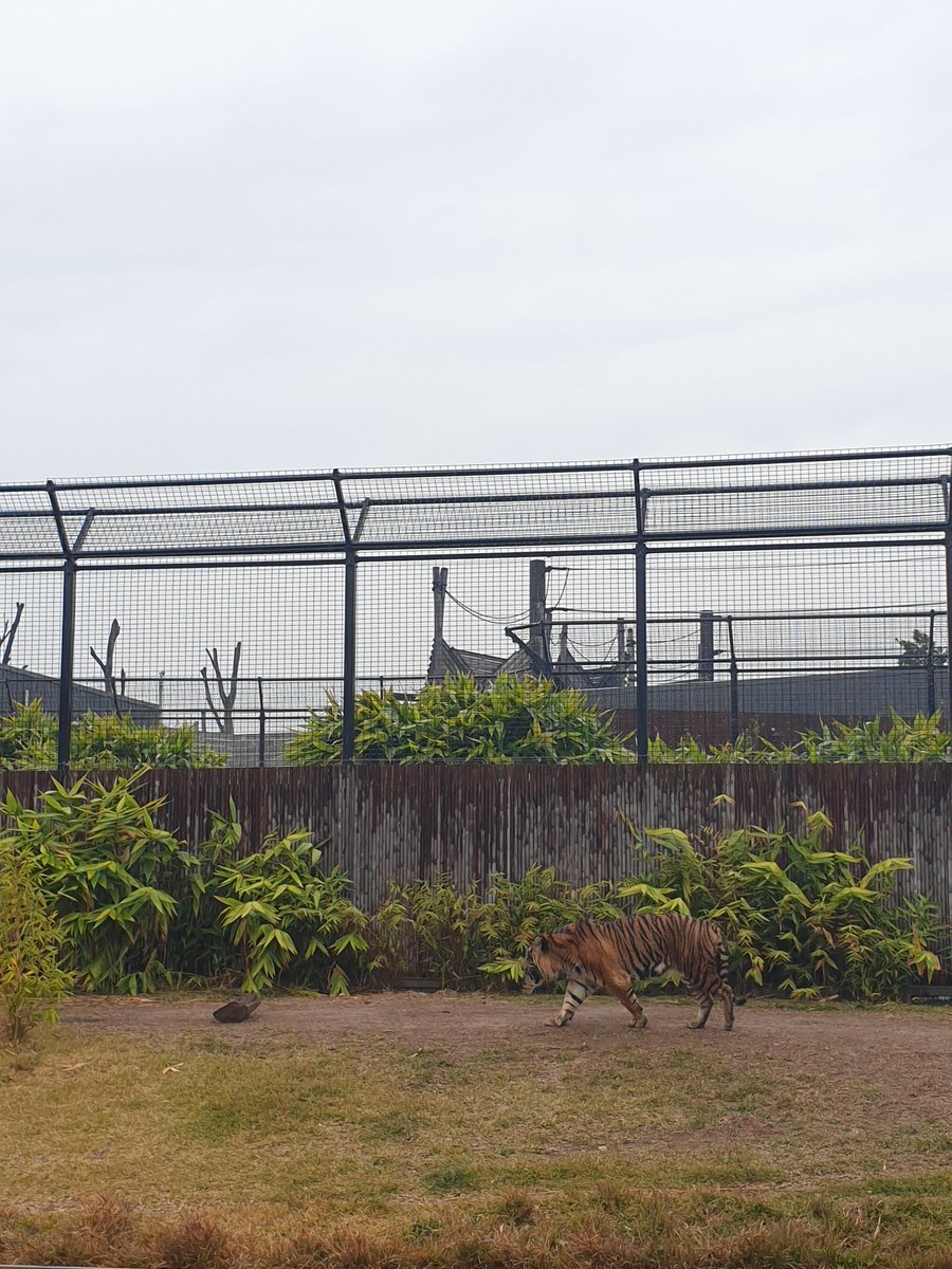 Gotta love school excursions... 💫
<a href="/KingsgrovePS/">Kingsgrove PS</a> #SydneyZoo