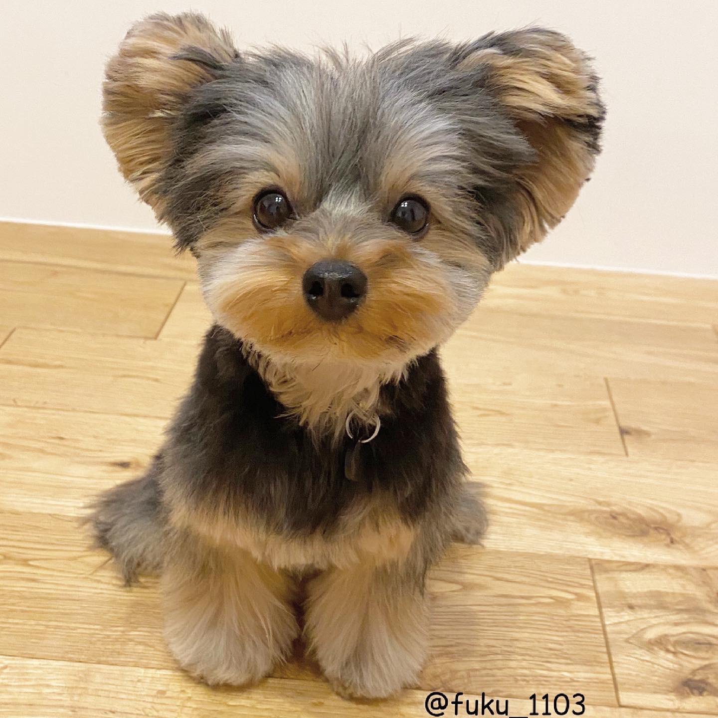 フクのキロク 全然違う スッキリしたよっ ヨークシャーテリア ヨーキー トリミング T Co Porhgm8d8j Twitter