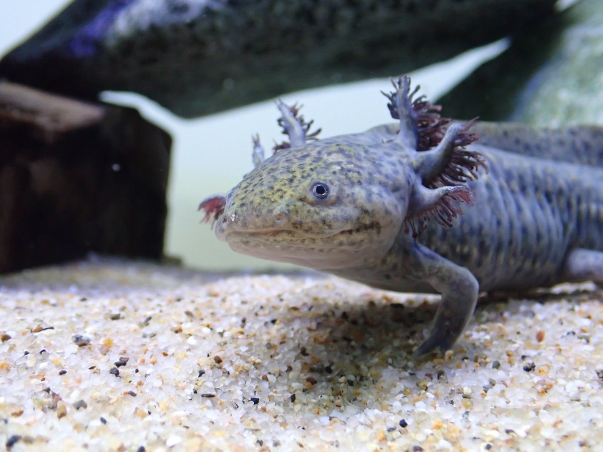 メキシコサンショウウオ