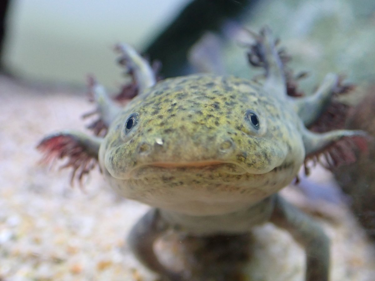 メキシコサンショウウオ