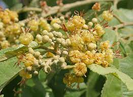 arbolespe's tweet photo. #Guacima (Guazuma tormentosa) F Sterculiaceae
Arboles medianos. Hojas simples, dentadas Flores hermafroditas con perioanto doble. Fruto leñoso y tuberculado. Bosques alterados de tierras caliente. https://t.co/QMKbvSP5rP