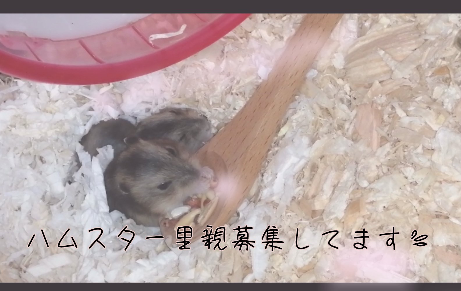 ハムスター里親募集埼玉県 Twitter Search Twitter