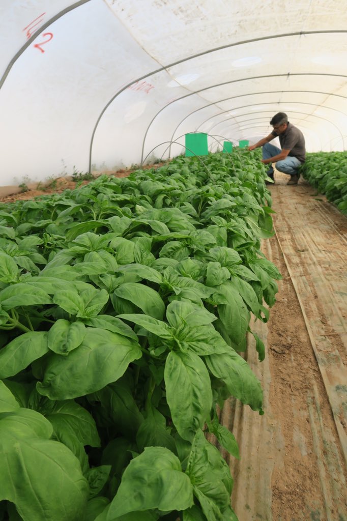 IsraelAgri's tweet photo. Prospera® – the brand of downy mildew resistant basils.         Click to learn more: https://t.co/eguPDbDAHp https://t.co/lcX2cSZwBX