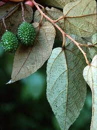arbolespe's tweet photo. #Guacima (Guazuma tormentosa) F Sterculiaceae
Arboles medianos. Hojas simples, dentadas Flores hermafroditas con perioanto doble. Fruto leñoso y tuberculado. Bosques alterados de tierras caliente. https://t.co/QMKbvSP5rP