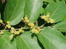 arbolespe's tweet photo. #Guacima (Guazuma tormentosa) F Sterculiaceae
Arboles medianos. Hojas simples, dentadas Flores hermafroditas con perioanto doble. Fruto leñoso y tuberculado. Bosques alterados de tierras caliente. https://t.co/QMKbvSP5rP
