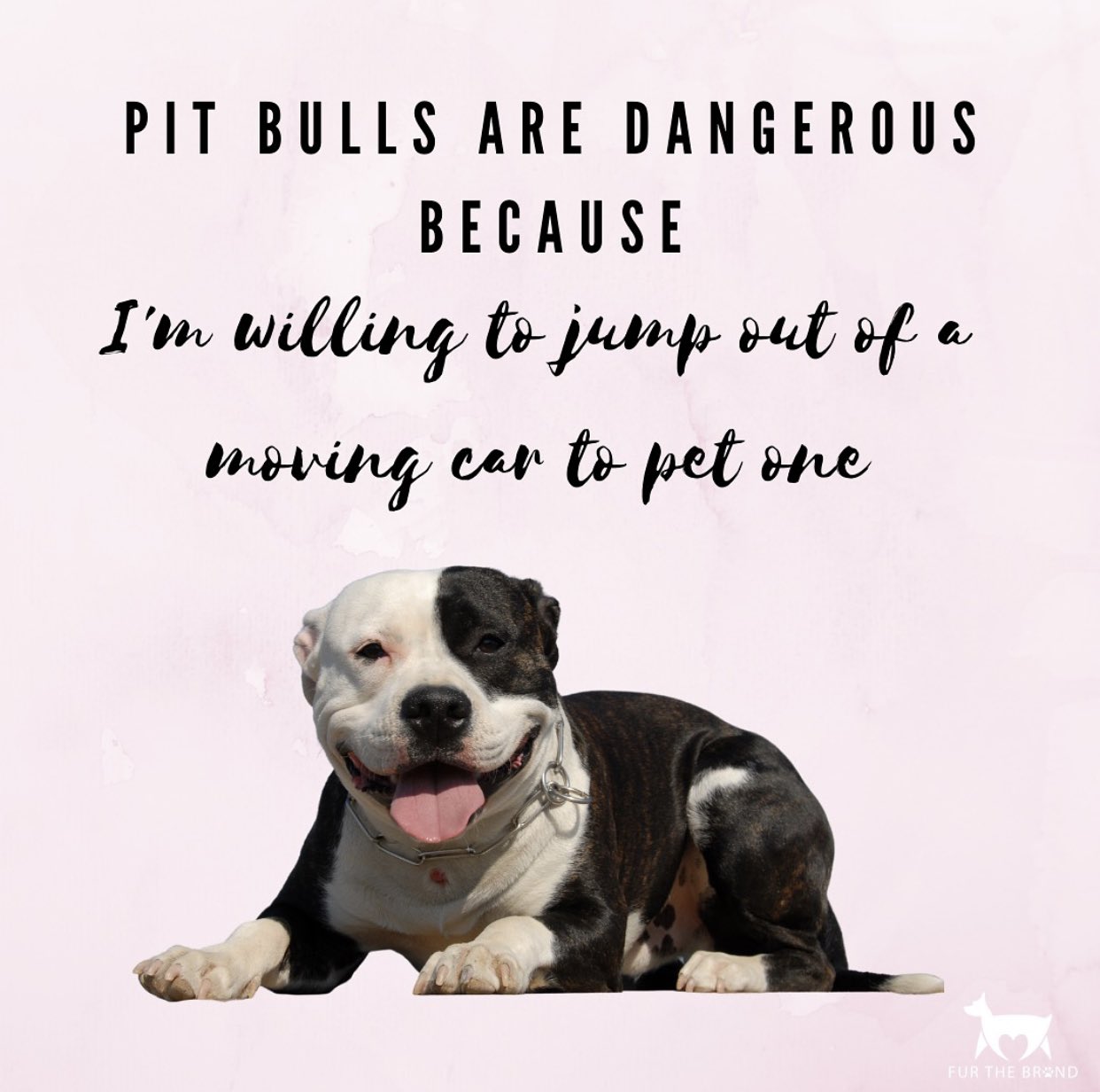 Will A Dog Jump Out Of A Moving Car