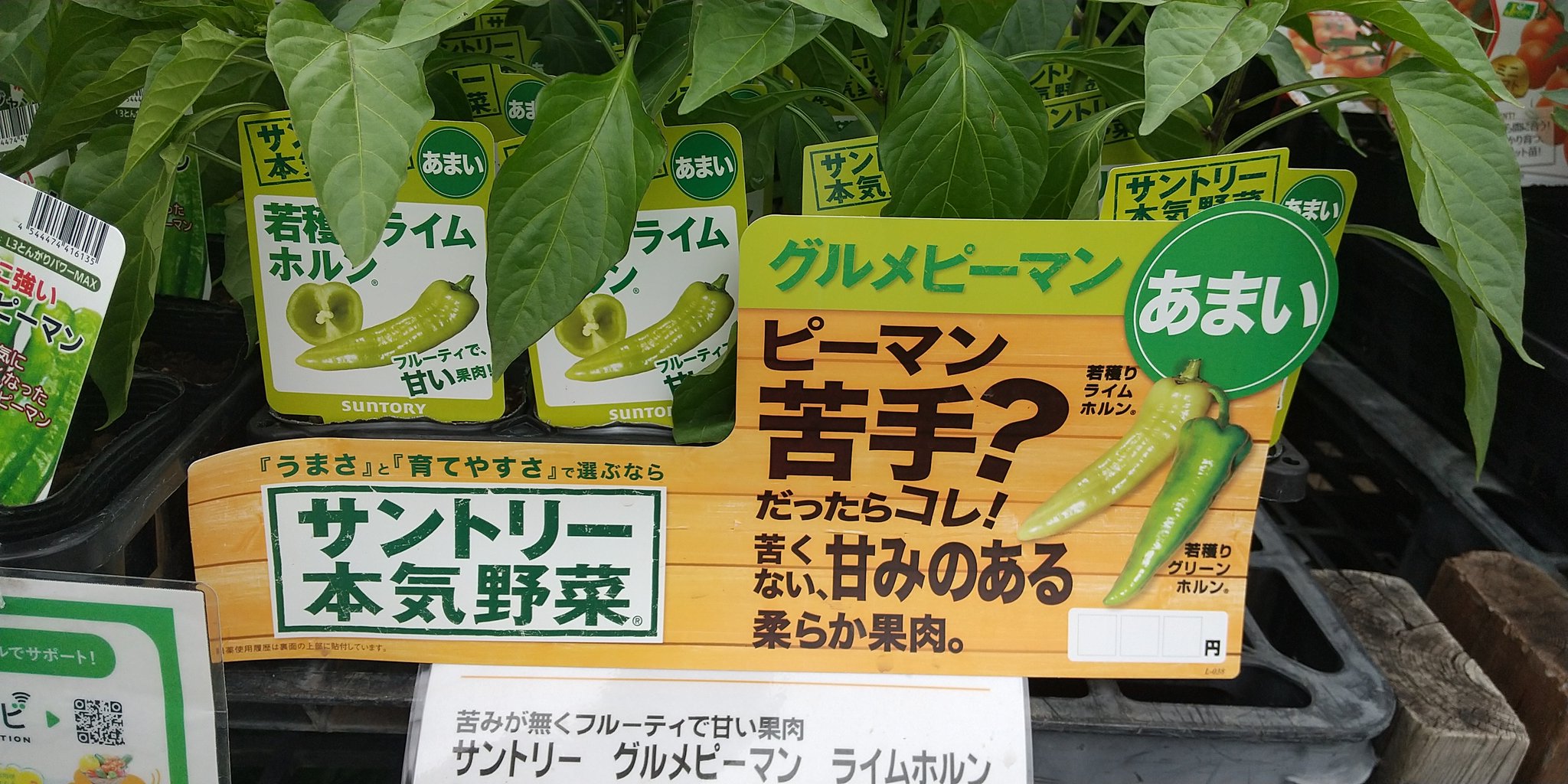 まなこ 野菜苗を衝動買い ホームセンターで野菜苗を見ていたら 苦くない甘味のあるピーマンというこのポップに惹かれて つい買ってしまいました もしよく出来たら ピーマンが苦手な子供達も食べてくれるといいな サントリー本気野菜 若穫り まなこ 野菜苗を衝動買い ホームセンターで野菜苗を見ていたら 苦くない甘味のあるピーマンというこのポップに惹かれて つい買ってしまいました もしよく出来たら ピーマンが苦手な子供達も食べてくれるといいな サントリー本気野菜 若穫り