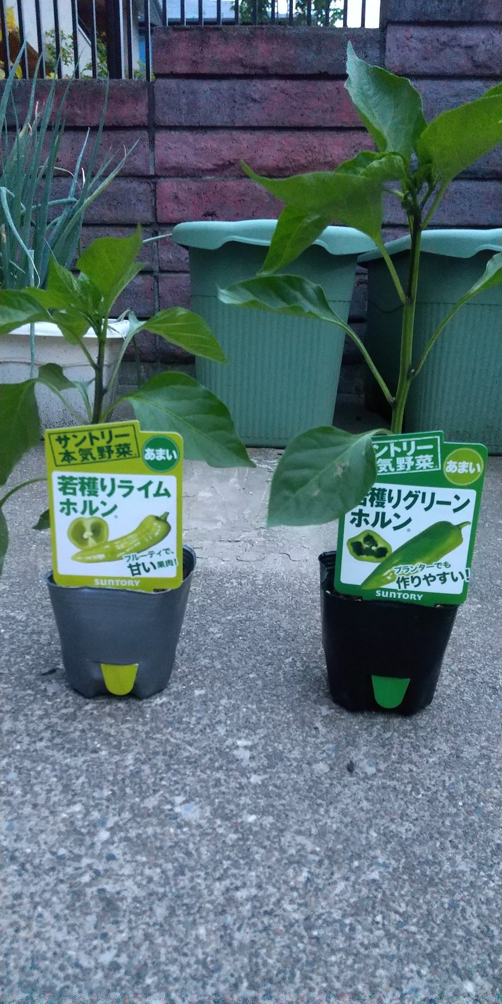 まなこ 野菜苗を衝動買い ホームセンターで野菜苗を見ていたら 苦くない甘味のあるピーマンというこのポップに惹かれて つい買ってしまいました もしよく出来たら ピーマンが苦手な子供達も食べてくれるといいな サントリー本気野菜 若穫り
