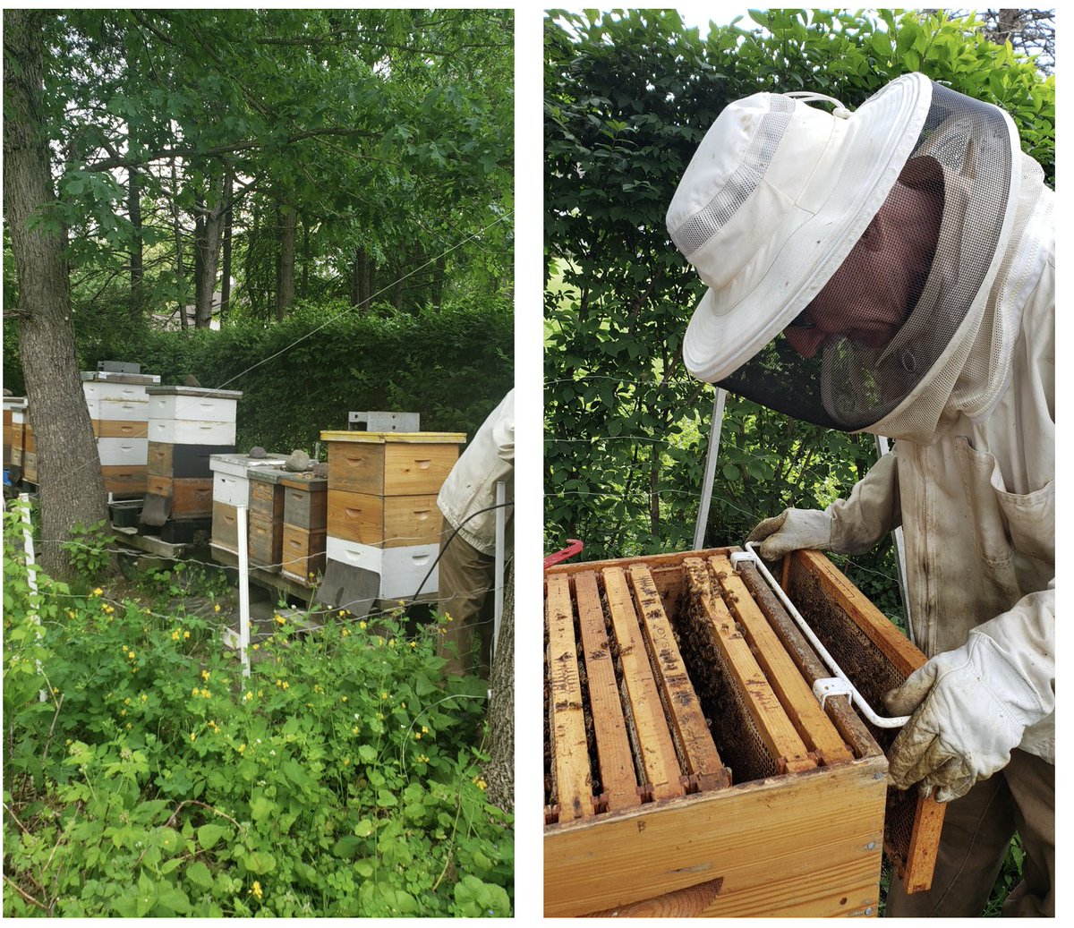 EastRamapoCSD's tweet photo. We may all be tired of the virtual meetings, but when it comes to taking a tour of a Honey Bee Farm, it can be a really good way to visit! Hempstead Heroes visited a bee farm in Wesley Hills on Friday, and had a bee-utiful time!
#EastRamapo #ERCSD #BeeKeeping https://t.co/ytghsHQ5nX