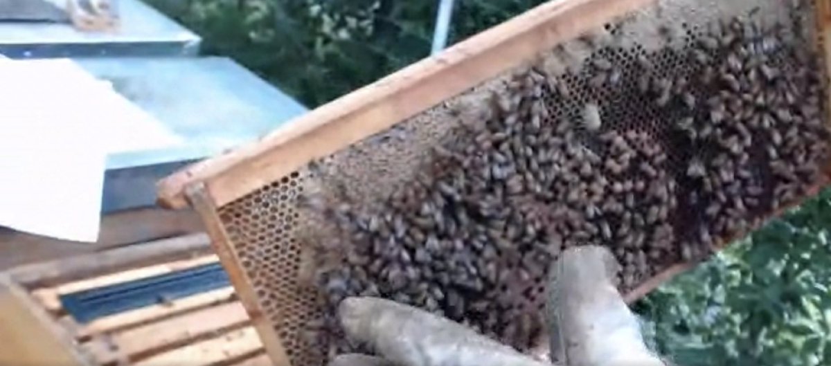 EastRamapoCSD's tweet photo. We may all be tired of the virtual meetings, but when it comes to taking a tour of a Honey Bee Farm, it can be a really good way to visit! Hempstead Heroes visited a bee farm in Wesley Hills on Friday, and had a bee-utiful time!
#EastRamapo #ERCSD #BeeKeeping https://t.co/ytghsHQ5nX