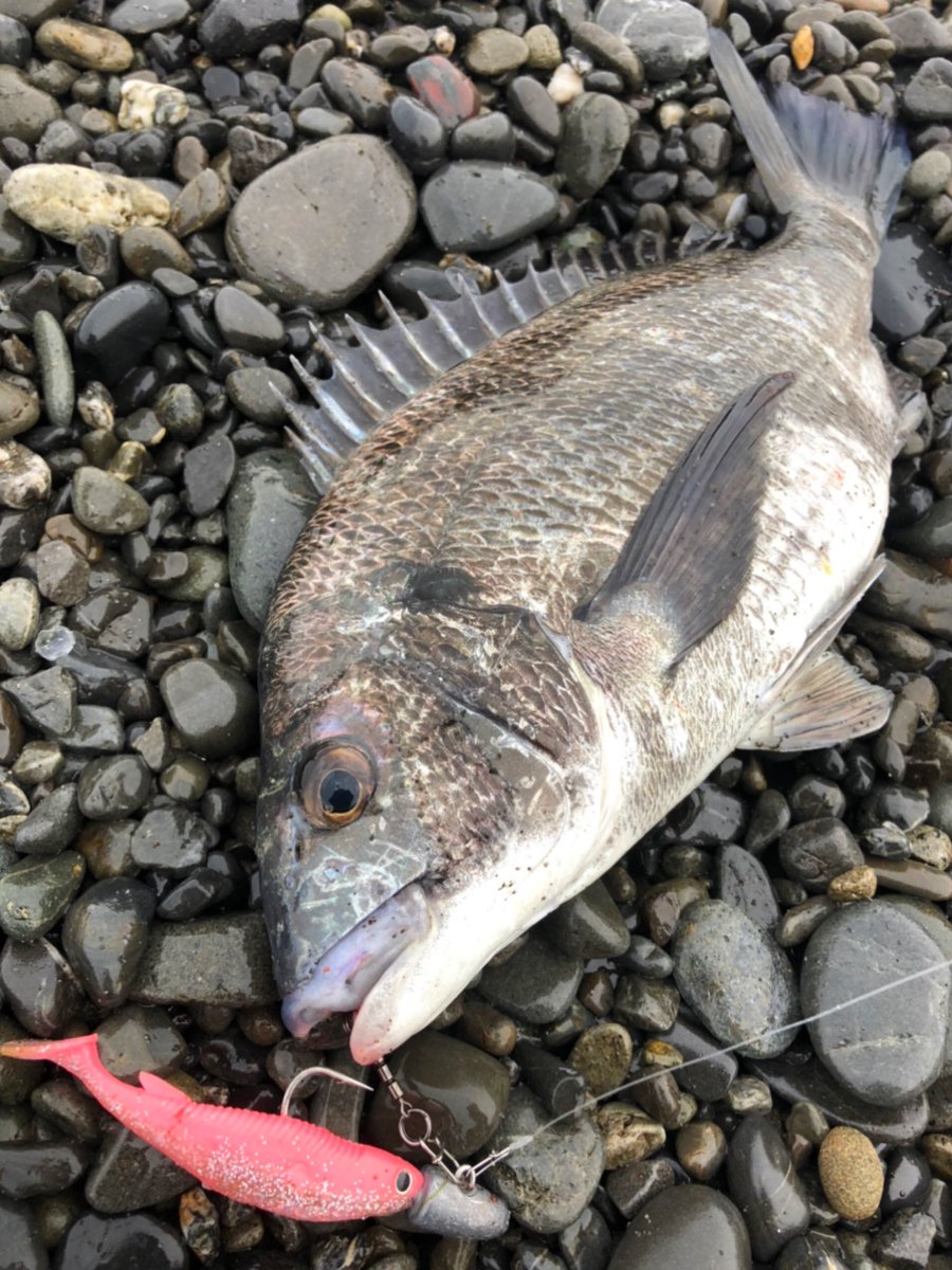 シンジ 夕方のサーフ クロダイ 久々の急深サーフ 波打ち際で激しいバイト いい引きのサーフチヌでした 焼津 サーフ 黒鯛 チヌ Balt Zシステム Surfzombie