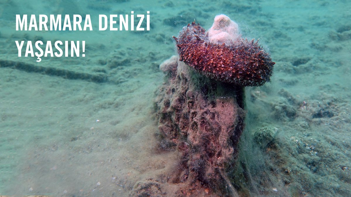 Marmara Denizi Yaşasın!

Denizlerdeki organik atık miktarının artışı, deniz suyu sıcaklığındaki yükselme ve denizlerdeki karışımların azalması gibi etkenler müsilaj oluşumunun sebepleri arasındadır.
