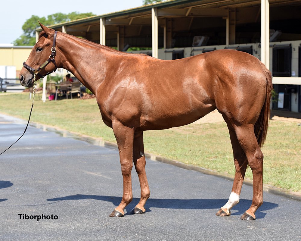 Top Line Sales on Twitter "If you haven’t bought a horse yet by the