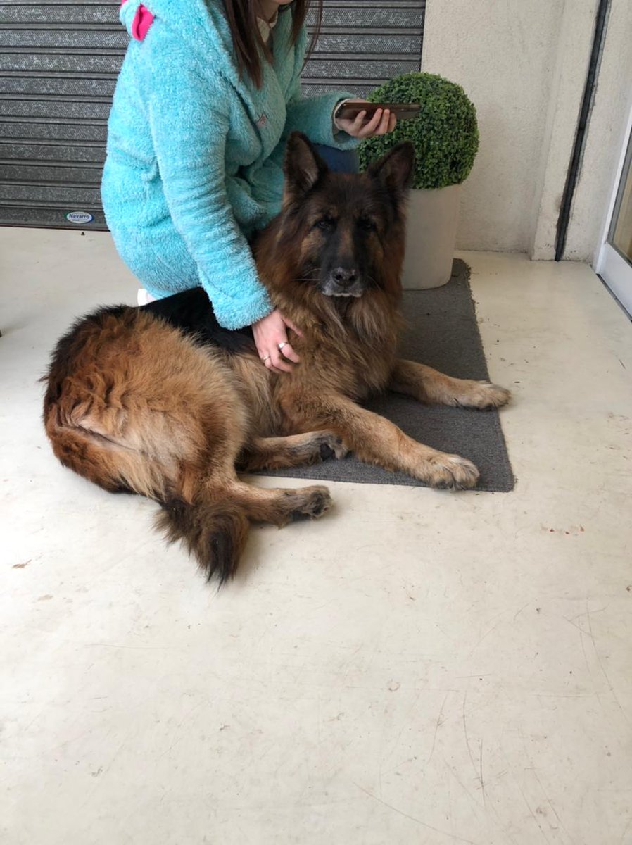 solsala1's tweet photo. ENCONTRAMOS UN OVEJERO ALEMÁN MACHO VIEJITO EN AV. PASO Y VIAMONTE.
 POR FAVOR, DIFUNDIR PARA ENCONTRAR AL DUEÑO!! https://t.co/DErcwRMJde