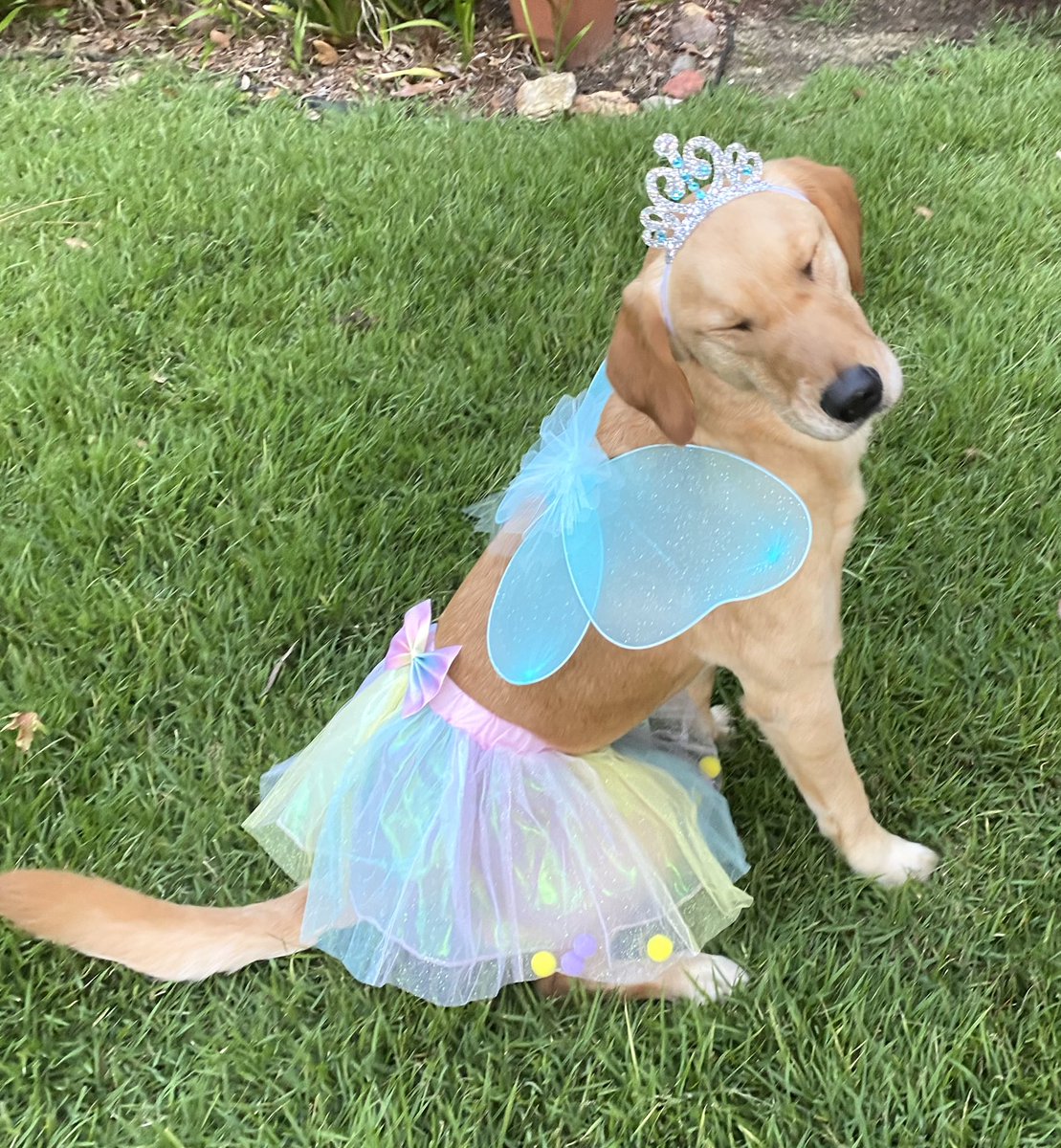 KDanielCCI's tweet photo. Good morning from Her Majesty Miss Milly, Queen of Summer.  Her many titles amuse her. #MissMilly #DogsofTwittter https://t.co/tziSHBc7IW