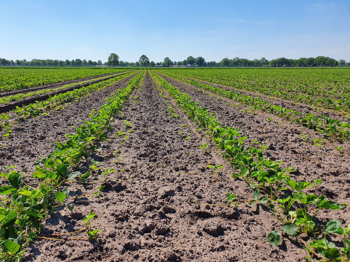 Volop groei in de aardbeiplanten vermeerdering in de vollegrond 🍓 goede rankvorming en vitale moederplanten! Hier voorzien van de optimale start na het planten met een combinatie van DCM Xtra-Mix1 en DCM Vivifos 👌 

<a href="/dcmnederland/">DCM Nederland</a> #organic #strawberry