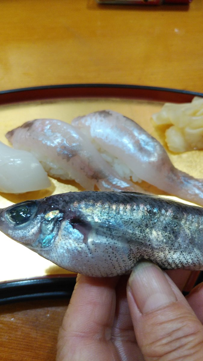 浜よし 那珂湊 地魚 メヒカリ イカ メヒカリが 揚がりました 唐揚げが定番ですが 産地採れたてしか生 で食べることができません 刺身握り 塩にして丸干しました マイカ甘みが有ります どんこ煮魚肝汁 肉厚のカレイも有ります