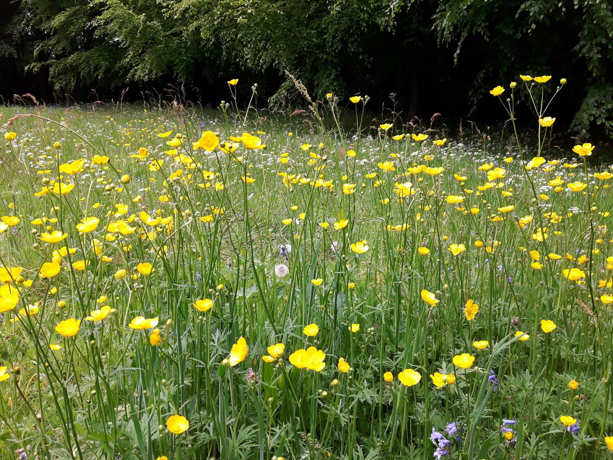 NTRufford's tweet photo. Did you take part in #NoMowWay? We did, and we were delighted with the results πΌπ»
Last month, the Beech Walk Paddock, North Paddock and the orchard were left to grow, providing a healthy habitat filled with wildflowers to benefit bees, butterflies and bugs. https://t.co/bkA6ZDZa0Z