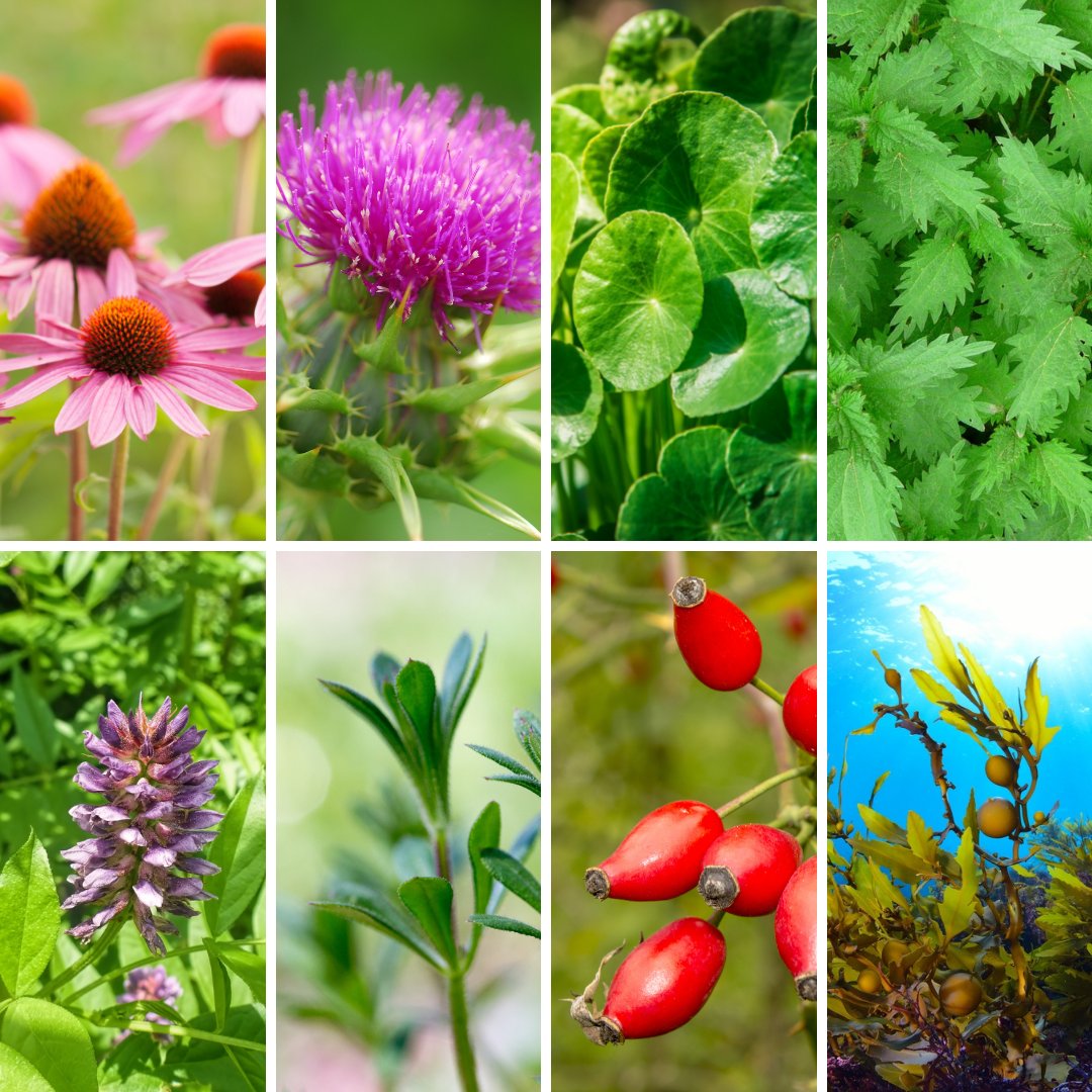 🌱 What product am I?

Hint ➡ I am a natural supplement to support optimum immune function. 

I am also on special offer! Shop special offer products now > hubs.la/H0Pwjvp0

#hiltonherbs #hiltonherbsuk #whoamI?