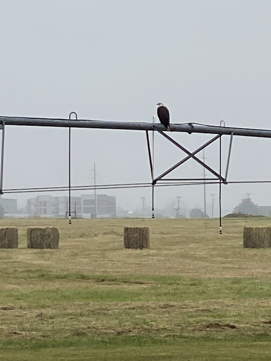 kceesq's tweet photo. Couple eagles hung out with me today during my walk.
Love on yourselves. Love on each other. Take care. Love y’all, and ain’t much you can really do about it. #OneDayOneStepAtaTime #ReasonsOverExcuses #ComeGetYouSome #MILOY #FourKsInc #soproud #soblessed #sograteful https://t.co/dieQ8tfXmR