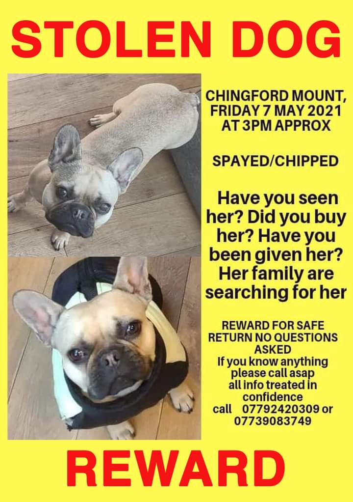 Please help by sharing. Our friends have been searching for their #stolendog for a month now. They just want her home but she could be anywhere by now. #reward #frenchbulldog #lostdog #frenchiepuppy #Frenchie #findtina