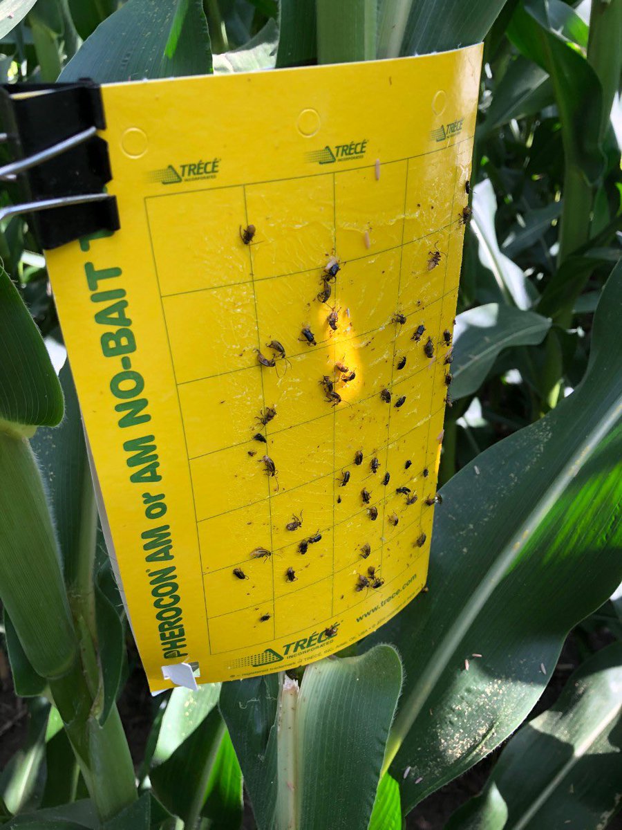 Huron Soil and Crop still has a few more FREE sticky trap kits, to participate in our Corn Rootworm study this Summer! If you have continuous corn acres in Huron County and want to participate, please send us a message!