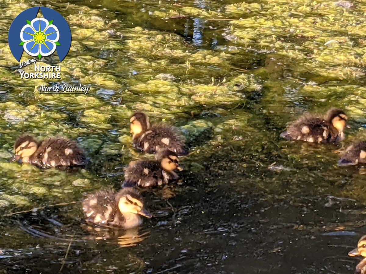 VNYorkshire's tweet photo. #England #English #Anglophile #cricket #cricketmatch #ducks #ducklings #englishlife #countrylife #northstainley

5 of 6 https://t.co/VxXwwR7DpN