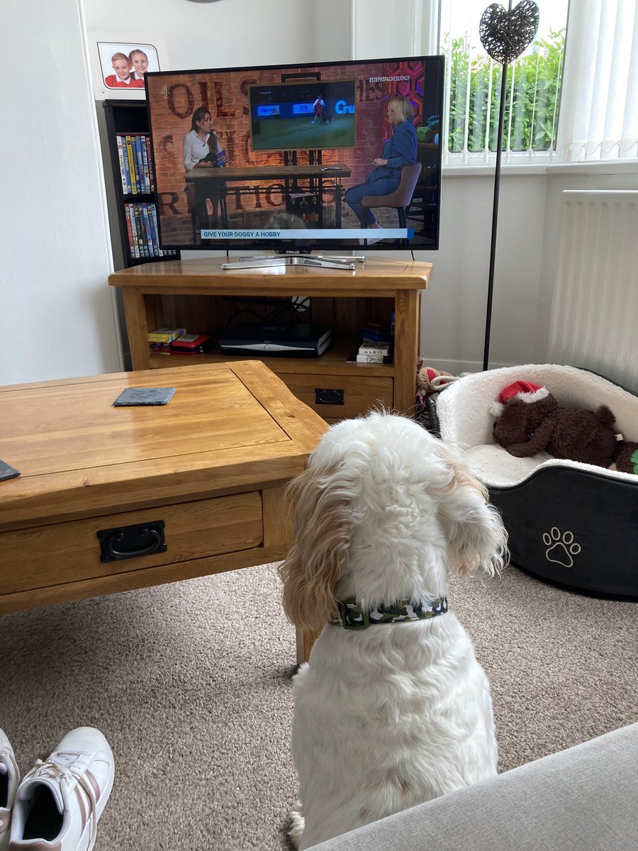 1missyd's tweet photo. My dog watches you 💙@PackedLunchC4 @StephLunch https://t.co/6yoWru6KYF
