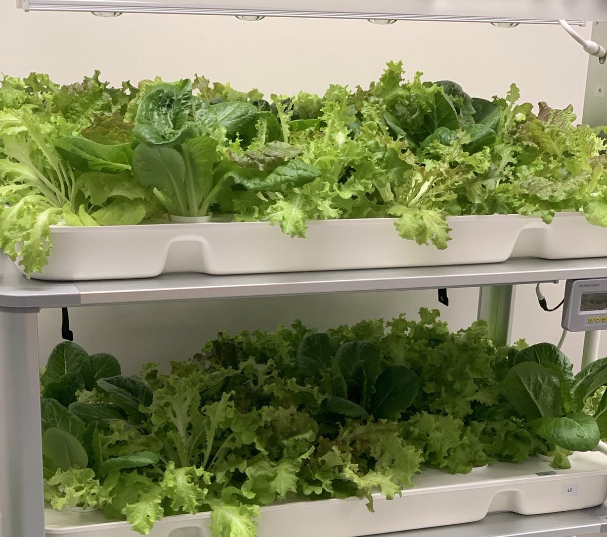 AMylonasOCS's tweet photo. @OCSDelaware Greek 🇬🇷Culinary Arts students making salads with the lettuce 🥬 hydroponically grown &amp; fresh scallions from our garden🥗 @HealthyFoodsDE @DECharterNetwrk https://t.co/1m9SAAYfuf