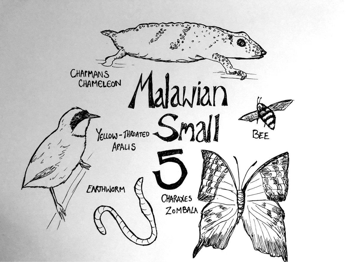 PtoPpod's tweet photo. We know about the Big 5 , but what about the Malawian Small 5? We pressed Tiwonge Gowa for her list, and Hazel made a sketch. 🐝🪱🦋🦎🦜What do you think? Did we miss any? @WESMLilongwe @malawiwildlife @WagMalawi @TourismMalawi #Malawi #Safari https://t.co/y8hSqmIMg6 https://t.co/9QojlEccBD