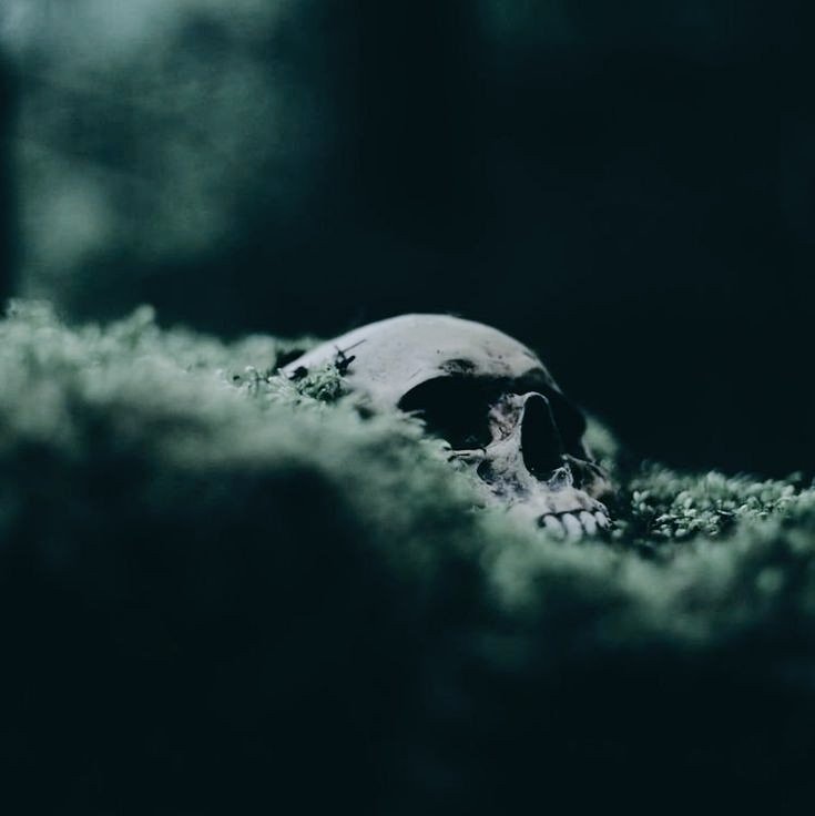 ㅤㅤㅤㅤㅤㅤㅤㅤ
   ❛    we do what we have to.    ❜

             𝐁𝐑𝐈𝐄𝐋𝐋𝐄 𝐘𝐀𝐗𝐋𝐄𝐘;
       daughter of corban yaxley. 
    former slytherin. unspeakable 
             in training. w̶e̶r̶e̶w̶o̶l̶f̶.
     
ㅤㅤㅤ