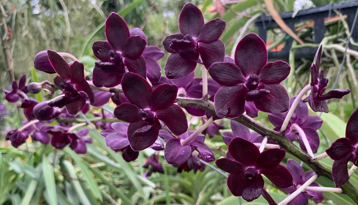 June Specials Now Available! #motesorchids #orchids conta.cc/3wQqPur