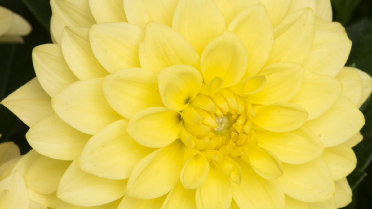 Dahlia Gardenetta Lemon is a fantastic new variety with large, showy blooms in buttery shades of yellow. Blooming profusely all summer long they are a perfect choice for adding an exotic, summery feel to your patio pots and sunny borders.