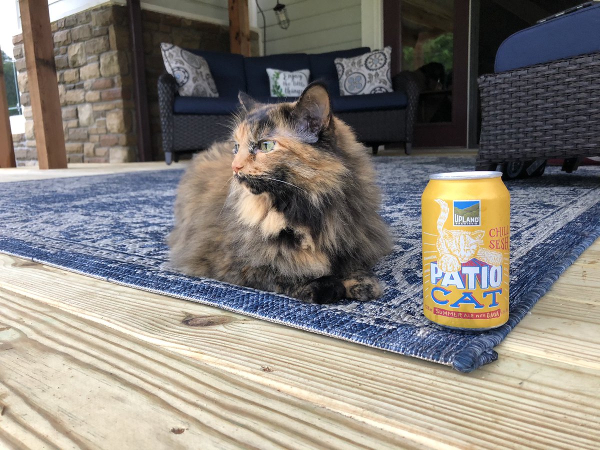 indyjoni's tweet photo. A true chill sesh! #uplandpatiocatcup @UplandBrewCo #patiocat https://t.co/Ukh047N939