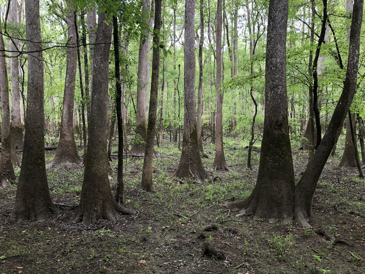 PeakBaggerQ's tweet photo. Congaree National Park and HighPoint. The largest remnant of old-growth floodplain forest in the US. @CongareeNPS #HighPointing. https://t.co/e4jl4drvXX