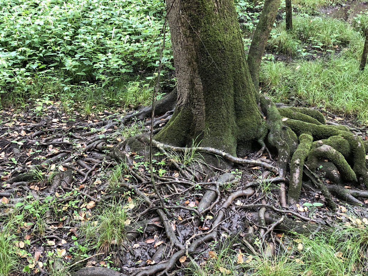 PeakBaggerQ's tweet photo. Congaree National Park and HighPoint. The largest remnant of old-growth floodplain forest in the US. @CongareeNPS #HighPointing. https://t.co/e4jl4drvXX