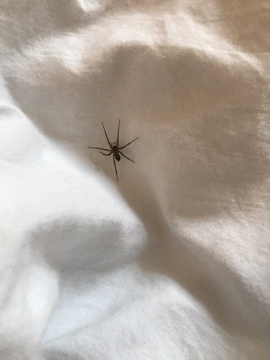 Hi <a href="/BritishSpiders/">BAS</a>, not great lighting, but can you tell if this is a Wolf or House Spider, please?