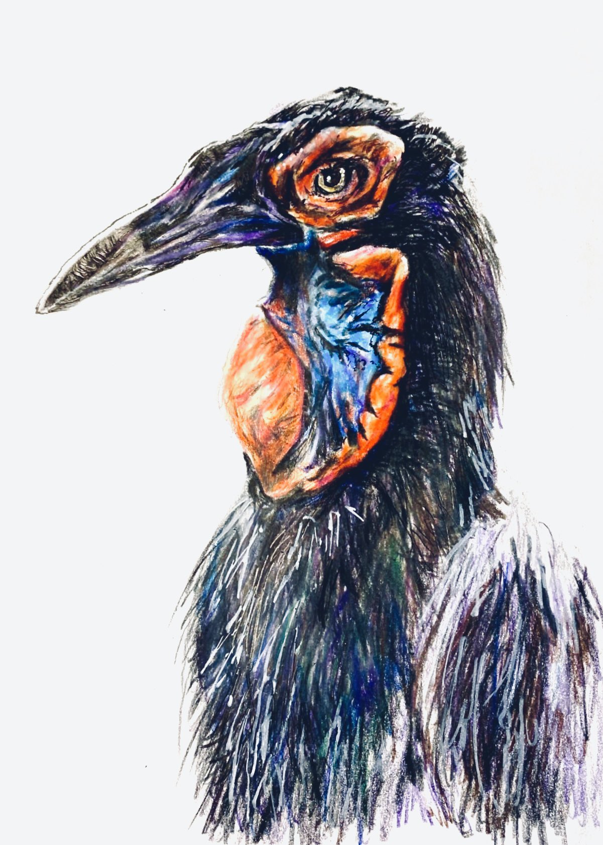 めら 生物イラスト 千葉県柏市に出没するという巨大鳥がイケメンだったので簡単にスケッチしました イラスト 巨大鳥 鳥好き 動物 ミナミジサイチョウ 色鉛筆画 絵描きさんと繋がりたい イラスト好きな人と繋がりたい T Co Wu6hvckqtn Twitter