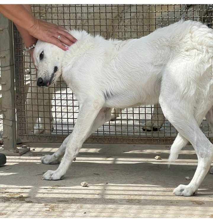 zampa_qua's tweet photo. 🆘🆘🆘URGENTE🆘🆘🆘☎️ 320 441 8368 NON HO PAROLE!!!😠Rinuncia di proprietà in canile piange😣🙏 e da un mese nn mangia,questo cucciolo,cerca casa e una famiglia, ADOTTATELO VI ASPETTA 🏠😔🙏@PlanetSurfinia  @giogiogiova 
@Elisa27071981 @Silvia56997551 https://t.co/Dum7hnFACJ