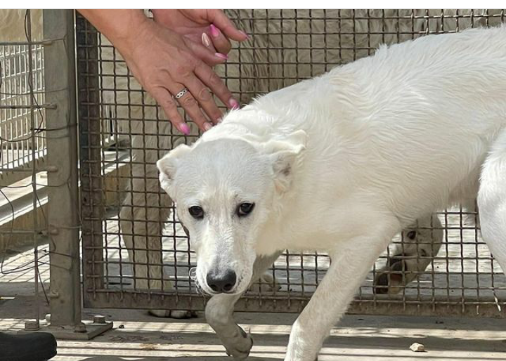zampa_qua's tweet photo. 🆘🆘🆘URGENTE🆘🆘🆘☎️ 320 441 8368 NON HO PAROLE!!!😠Rinuncia di proprietà in canile piange😣🙏 e da un mese nn mangia,questo cucciolo,cerca casa e una famiglia, ADOTTATELO VI ASPETTA 🏠😔🙏@PlanetSurfinia  @giogiogiova 
@Elisa27071981 @Silvia56997551 https://t.co/Dum7hnFACJ