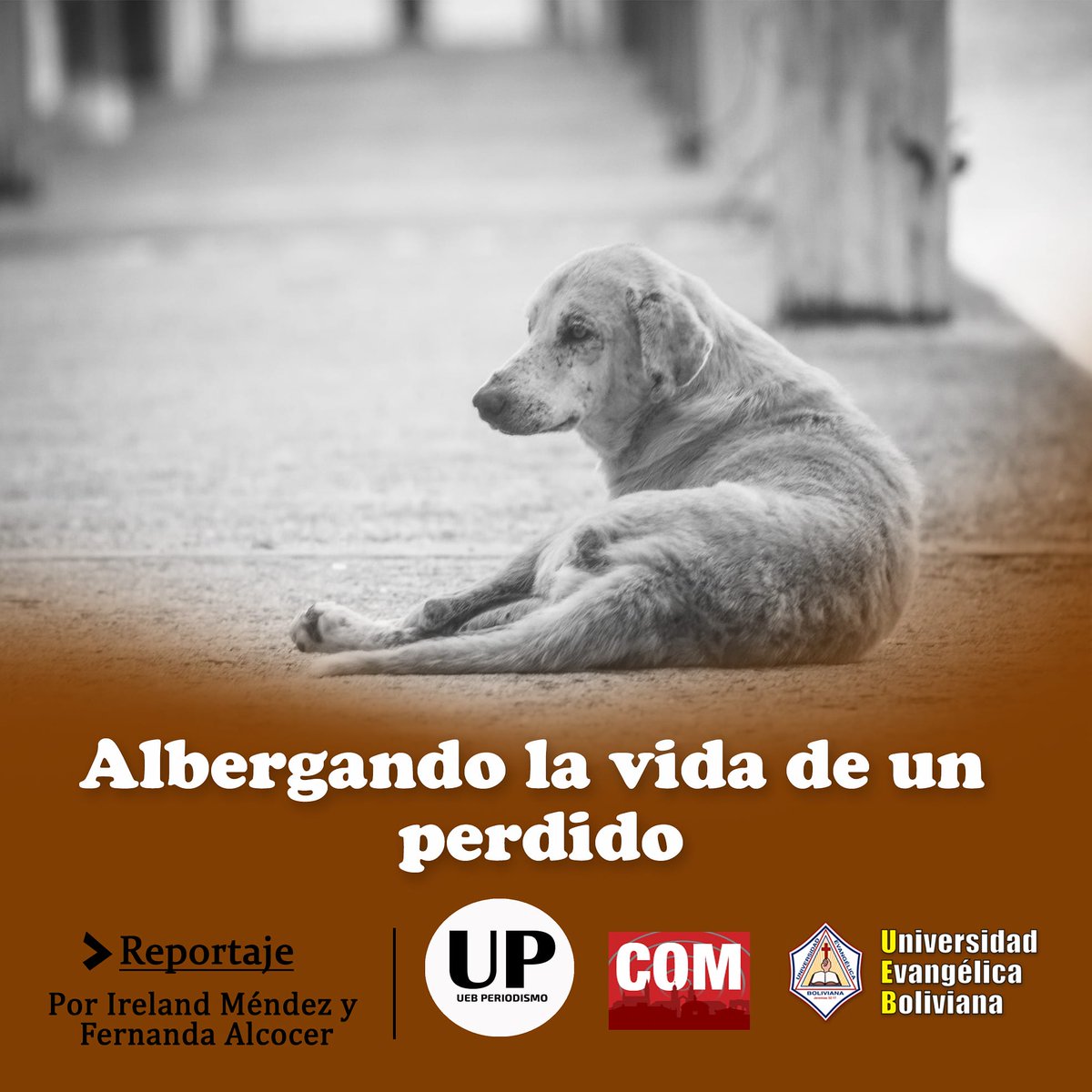 PeriodismoUeb's tweet photo. A diario se puede observar en las calles animales maltratados, algunos con sarna y otros desnutridos. Sin embargo, existe gente y grupos de apoyo que se dedican al rescate de estos.

Entrá al link y leé el reportaje 👇🏻
https://t.co/zGT7d6TkYE
.
.
.
.
#UEB #Periodismo #Reportajes https://t.co/g0LWBLedT5