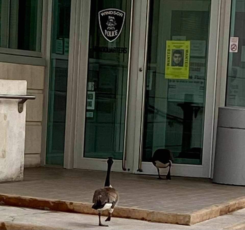 WindsorPolice's tweet photo. These two are cooperating and coming in for questioning by our Traffic Unit. We want to know why, if they can fly, they continue to hold up traffic walking across the street. 
#Why? #Eh! 🇨🇦 https://t.co/77tRiHWKA2