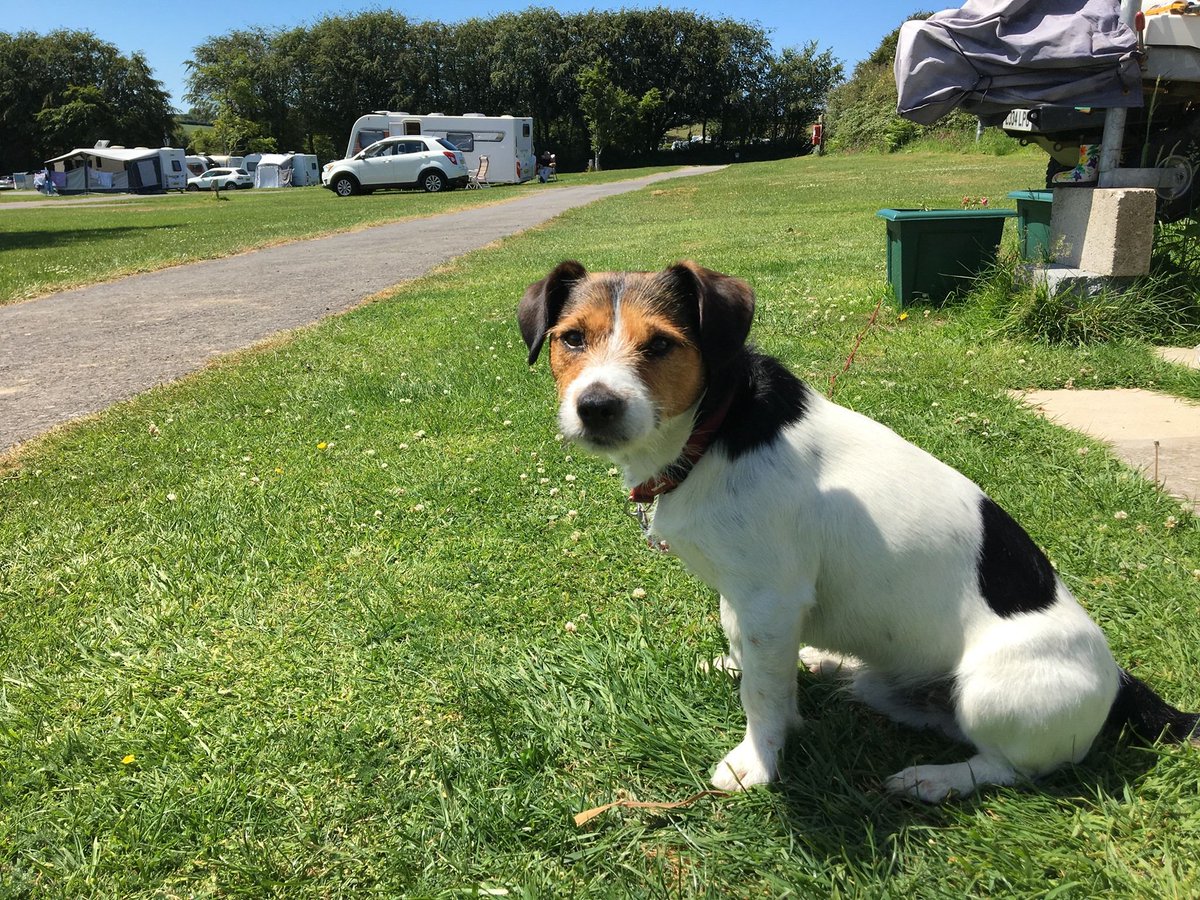 WeAcceptPets's tweet photo. Stowford Farm Meadows has been providing family-friendly camping & touring for over 40 years! Many families have been visiting since it opened, as they love the array of attractions nearby.
https://t.co/hYzokaeDZK
#BerryDown #Ilfracombe #Devon #Camping #Touring #PetFriendly https://t.co/rqlflrYzmo