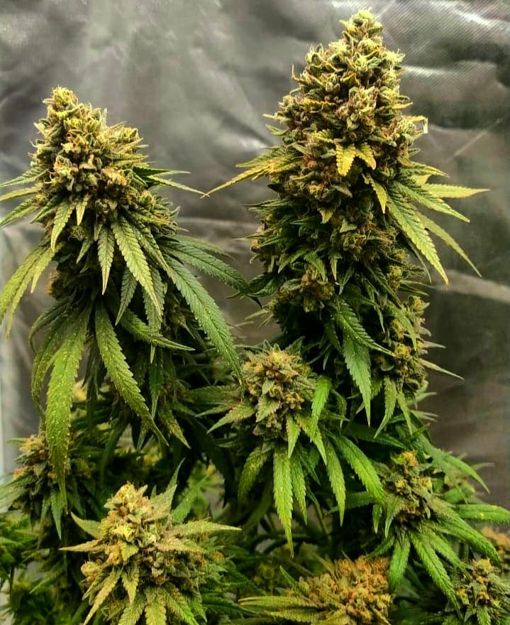 growdelic's tweet photo. Week 11 🌹🍁
@SeedsmanSeeds 
plante maconha 
#maconha #plantarpranaocomprar #weed #weedlovers #terapia #remedio #grower #thc #cbd #cbdoil #natural #weedsmokers #seedsman #cultivo #flor #criticalpurplekush #quantumboard #gh #inerte #Hidroponics #hidroponico https://t.co/HVOGioQfNr