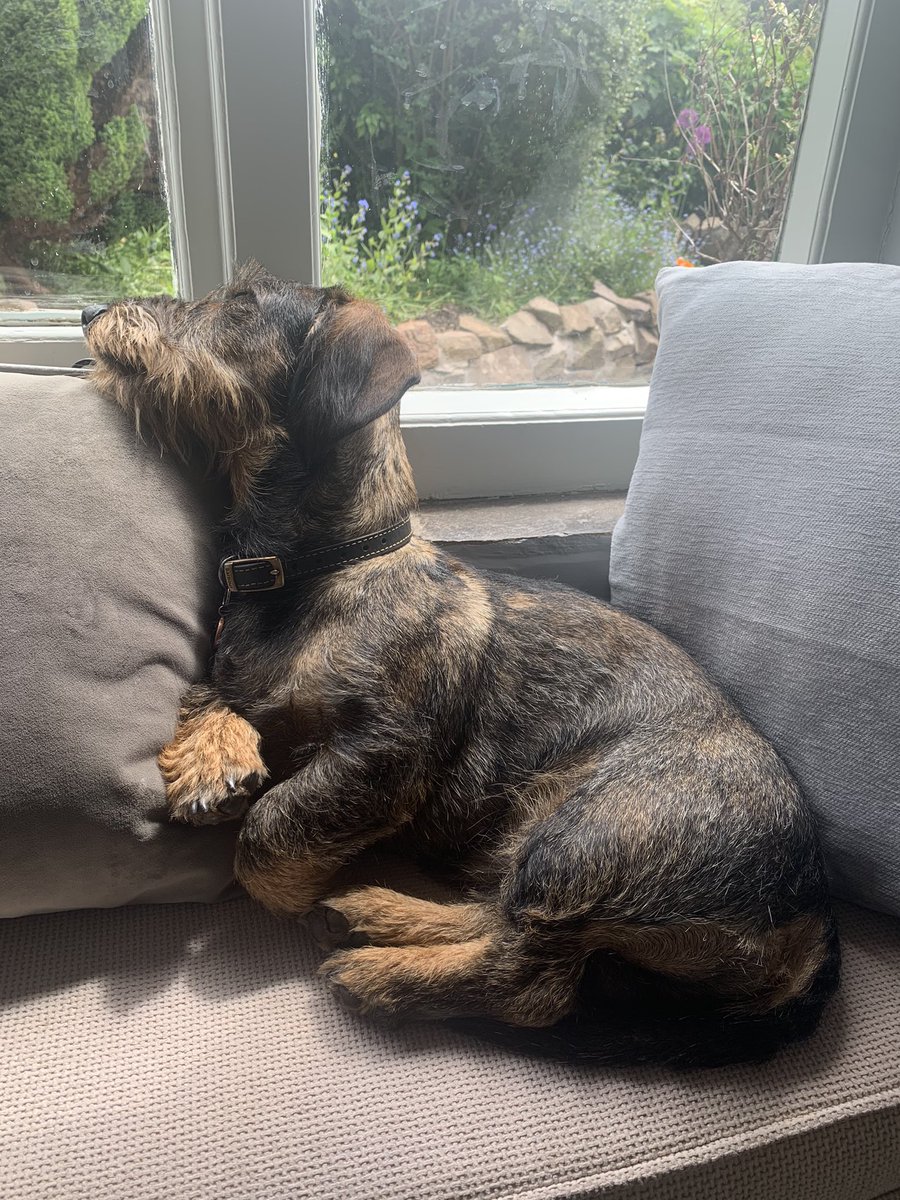 Paint me like one of your French ladies...
#dogsoftwitter #filmquotes